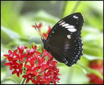 Great Eggfly Butterfly.jpg