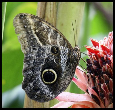 Owl butterfly.jpg