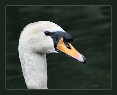 Grumpy Swan.jpg