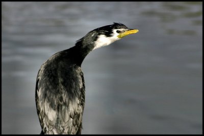 Little Shag or Little Pied Shag.jpg