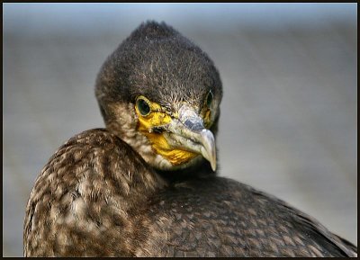 PUNK SHAG.jpg