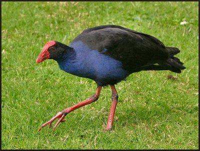 Pukeko NZ Swamp Hen.jpg