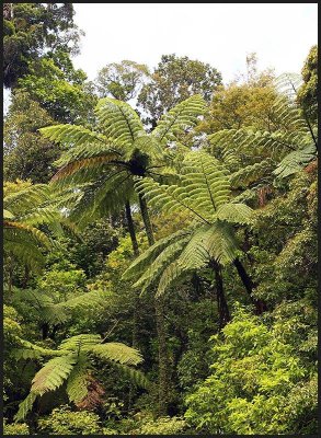 New Zealand Native Bush.jpg