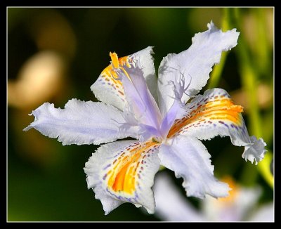 Iris Beauty.jpg