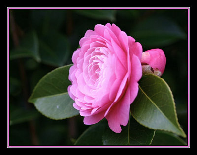 Camellia from my garden.jpg