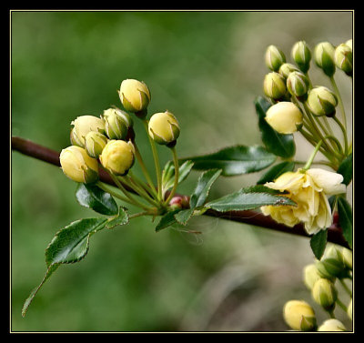 Banksia Lutea buds