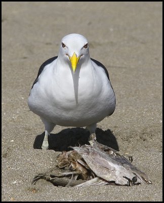 Black Backed Gull and his lunch.jpg