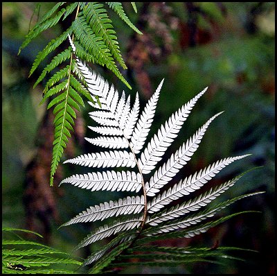 New Zealand's iconic Silver Fern