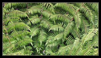 NZ's Silver fern