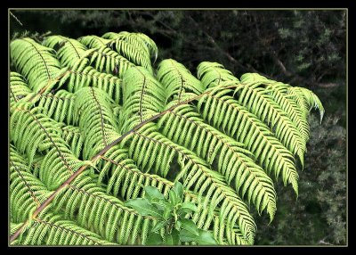 NZ's Silver fern