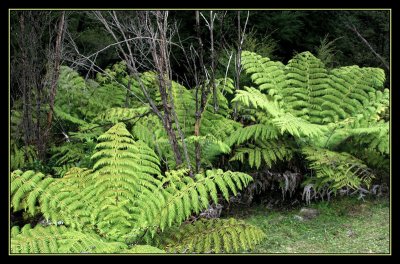 Young ferns growing