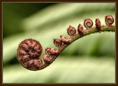 Frond opening