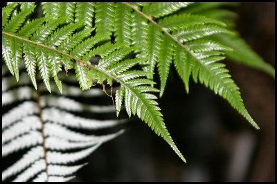 Silver Fern showing its 2 sides