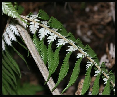 Two sides of the Silver Fern, blown this way by the wind