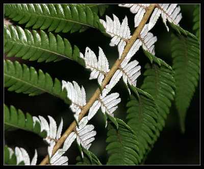 Two sides of the Silver Fern