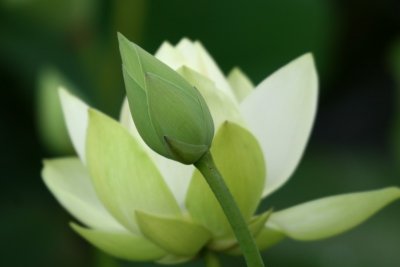 Lotus and bud