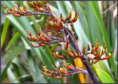 NZ Flax flowers