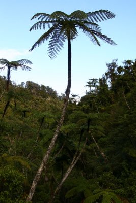 Tall Tree Ferns