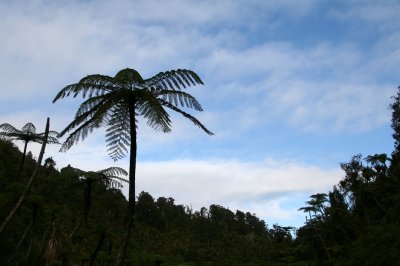Tall Tree Ferns, before the rain