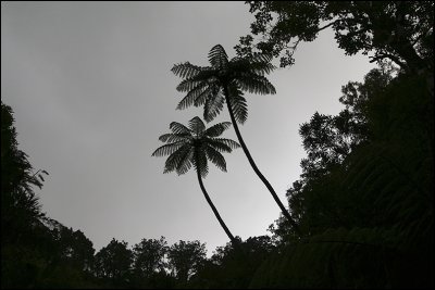 Tree ferns and grey sky