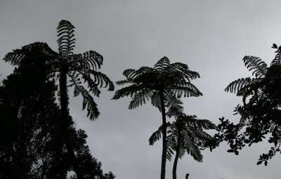 Tree ferns and grey sky
