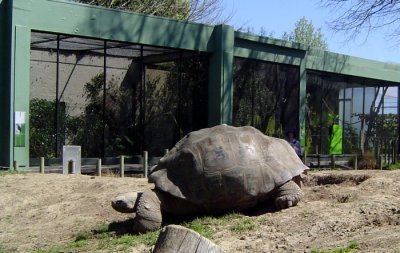 Galapagoise Turtle