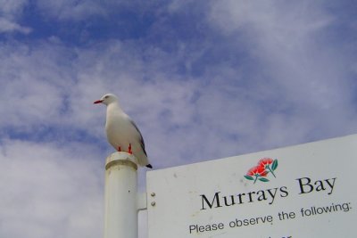 Seagull on guard at Murrays Bay