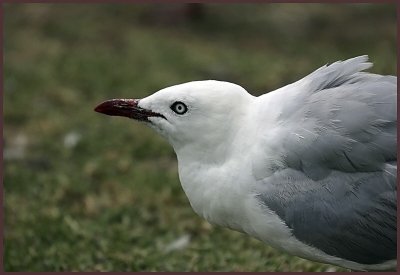 Seagull