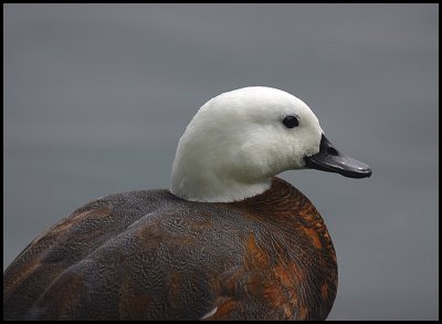 Paradise Duck - female