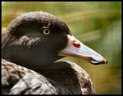 NZ Duck