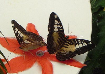 Brown Clipper Butterflies.jpg