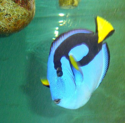 Blue Coloured Fish 2.jpg