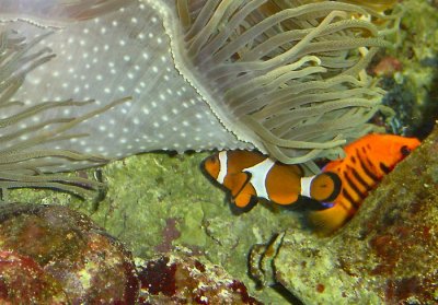 Clown Fish - Nemo.jpg