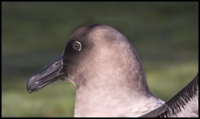 Sooty Albatross
