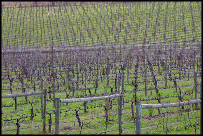 Melbourne Vineyards July 2006