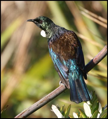 Tui