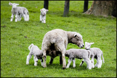 Mother and her triplets