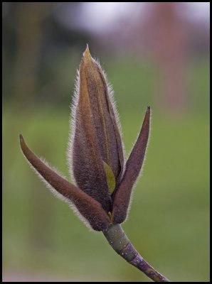 Opening Magnolia flower