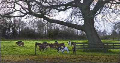Calves sheltering under the tree