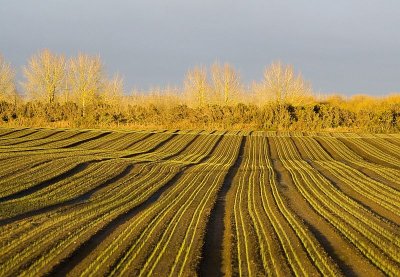 New Fields of ????