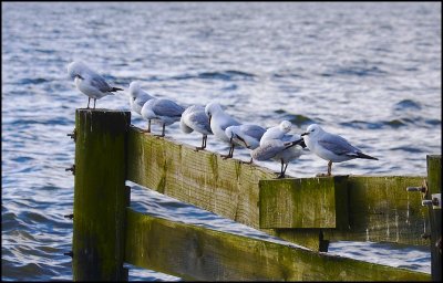 Seagulls at Rotorua