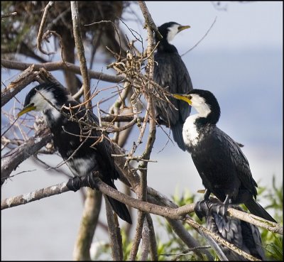 Shags / Cormorants