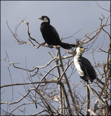 Shags / Cormorants