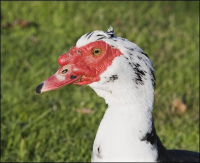 Muscovy Duck