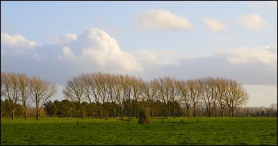 Trees