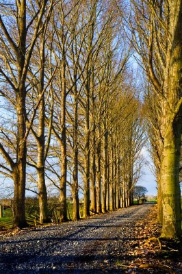 Driveway of trees