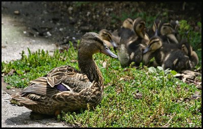 Mrs Mallard and her Babes