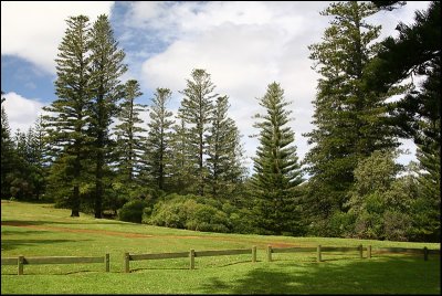Norfolk Pines at Anson Bay