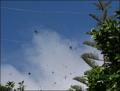Community of Spiders