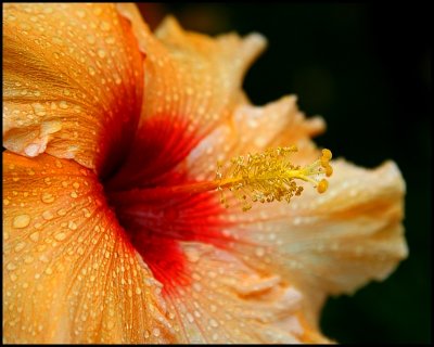 Hibiscus after a shower